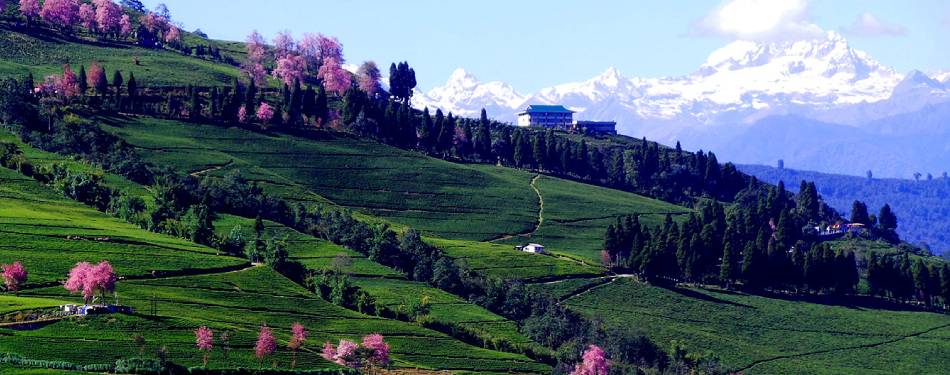 Greener in the green - Temi Tea Garden