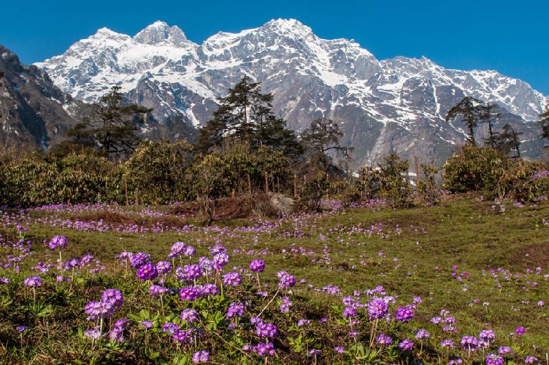 yumthang tour package